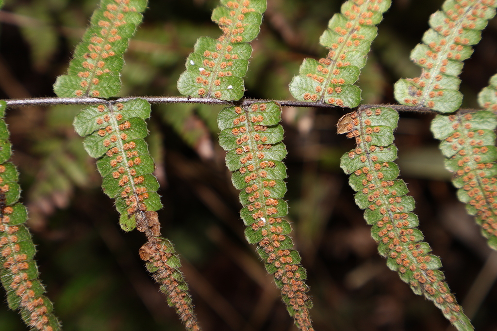 Metathelypteris laxa