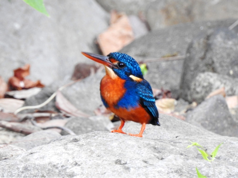 Indigo-banded Kingfisher