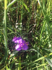 Tradescantia bracteata