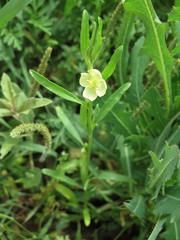 Oenothera spachiana