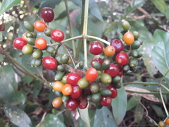 Psychotria carthagenensis
