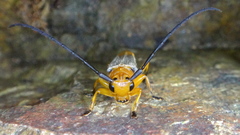 Oberea fuscipennis