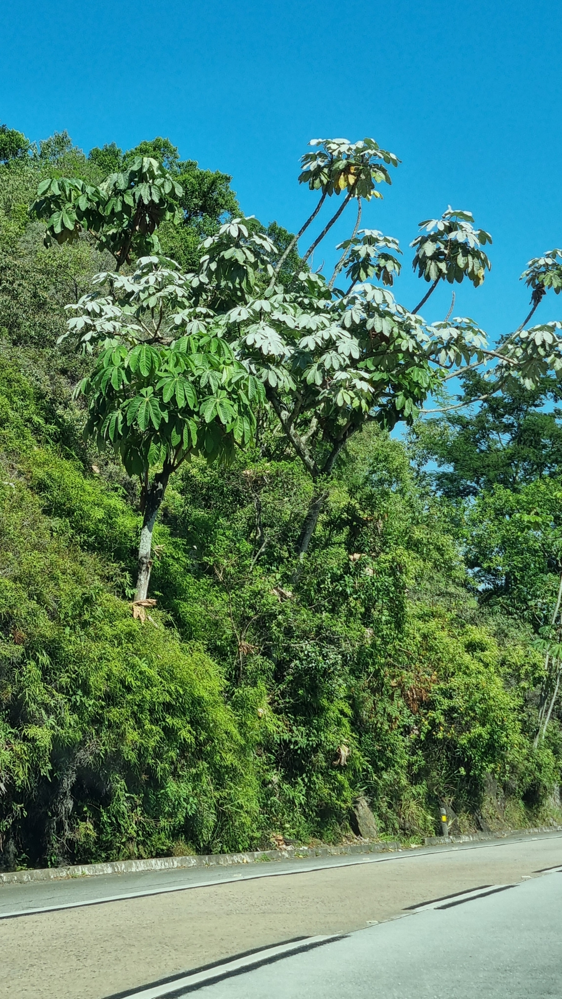 Imagem de Embaúba