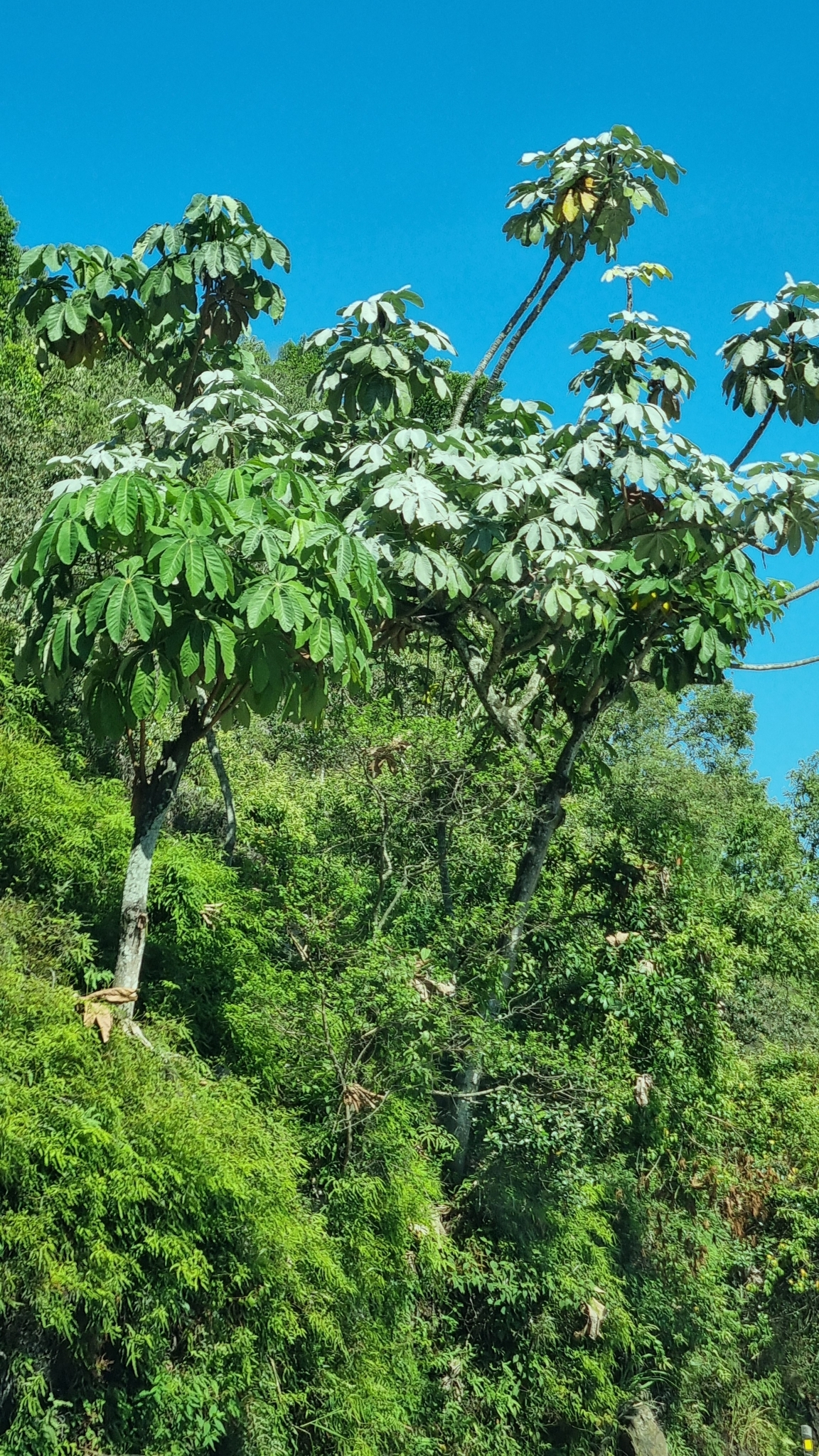 Imagem de Embaúba