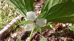 Trillium vaseyi