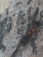 Camponotus rectangularis