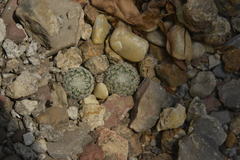 Mammillaria solisioides