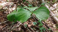 Trillium vaseyi