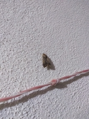 Insecta