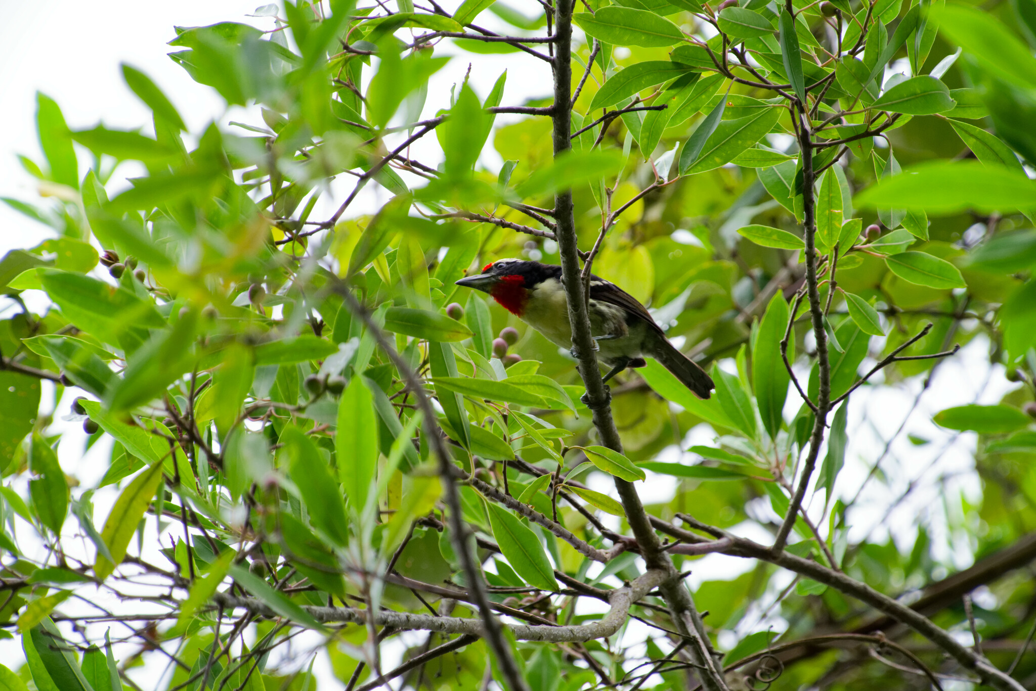 Black-spotted Barbet (Capito niger), photo 5