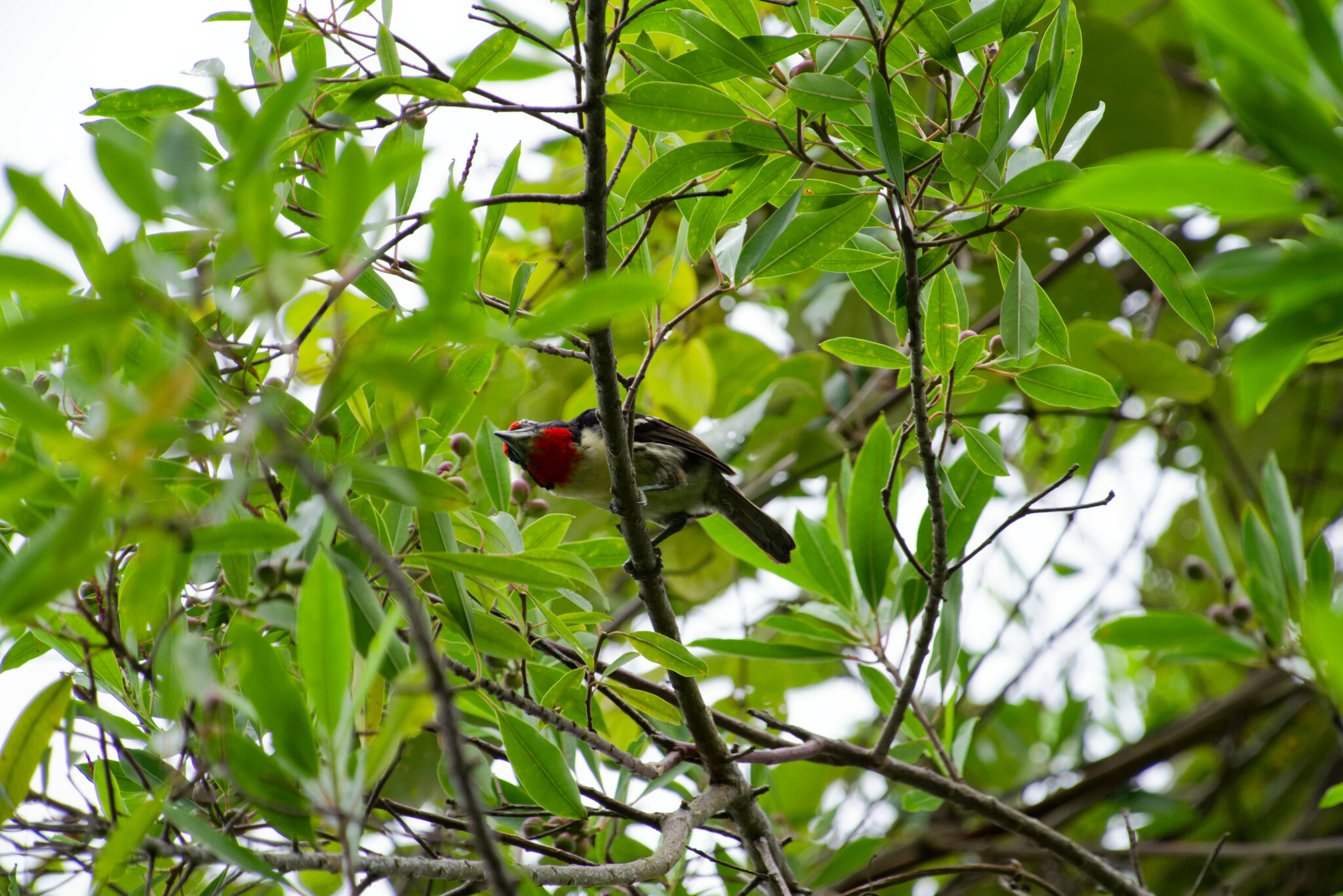 Black-spotted Barbet (Capito niger), photo 6