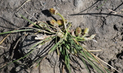 Romulea rosea australis
