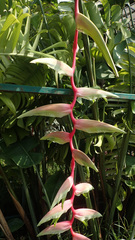 Heliconia chartacea