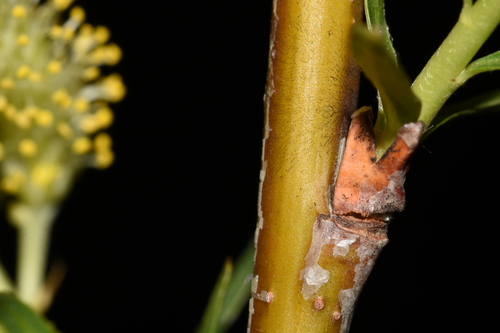 Image of Salix melanopsis by (c) Gabriel Campbell-Martinez, some rights reserved (CC BY)