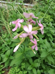 Saponaria