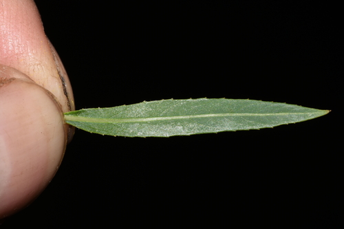 Image of Salix melanopsis by (c) Gabriel Campbell-Martinez, some rights reserved (CC BY)