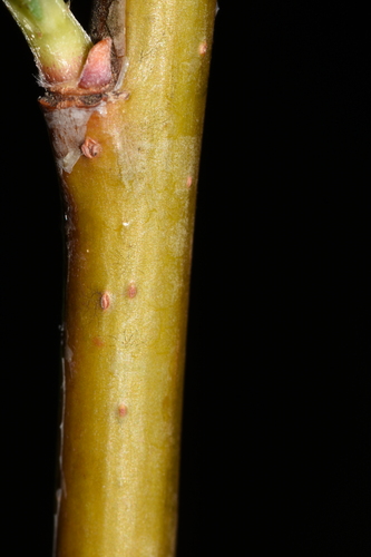 Image of Salix melanopsis by (c) Gabriel Campbell-Martinez, some rights reserved (CC BY)