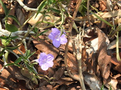 Ruellia breedlovei