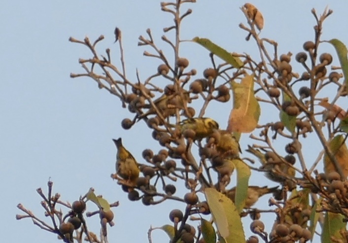Yellow-breasted Greenfinch