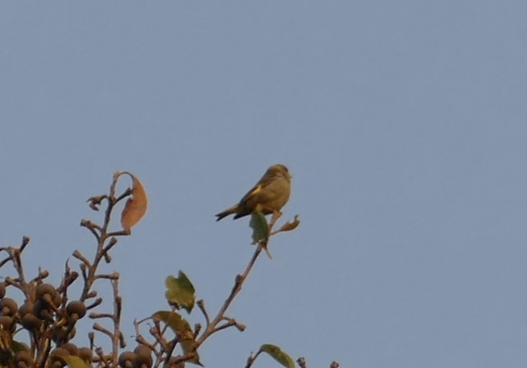Yellow-breasted Greenfinch
