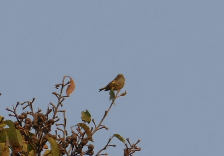Yellow-breasted Greenfinch