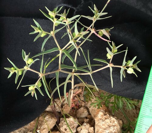 Euphorbia arvalis