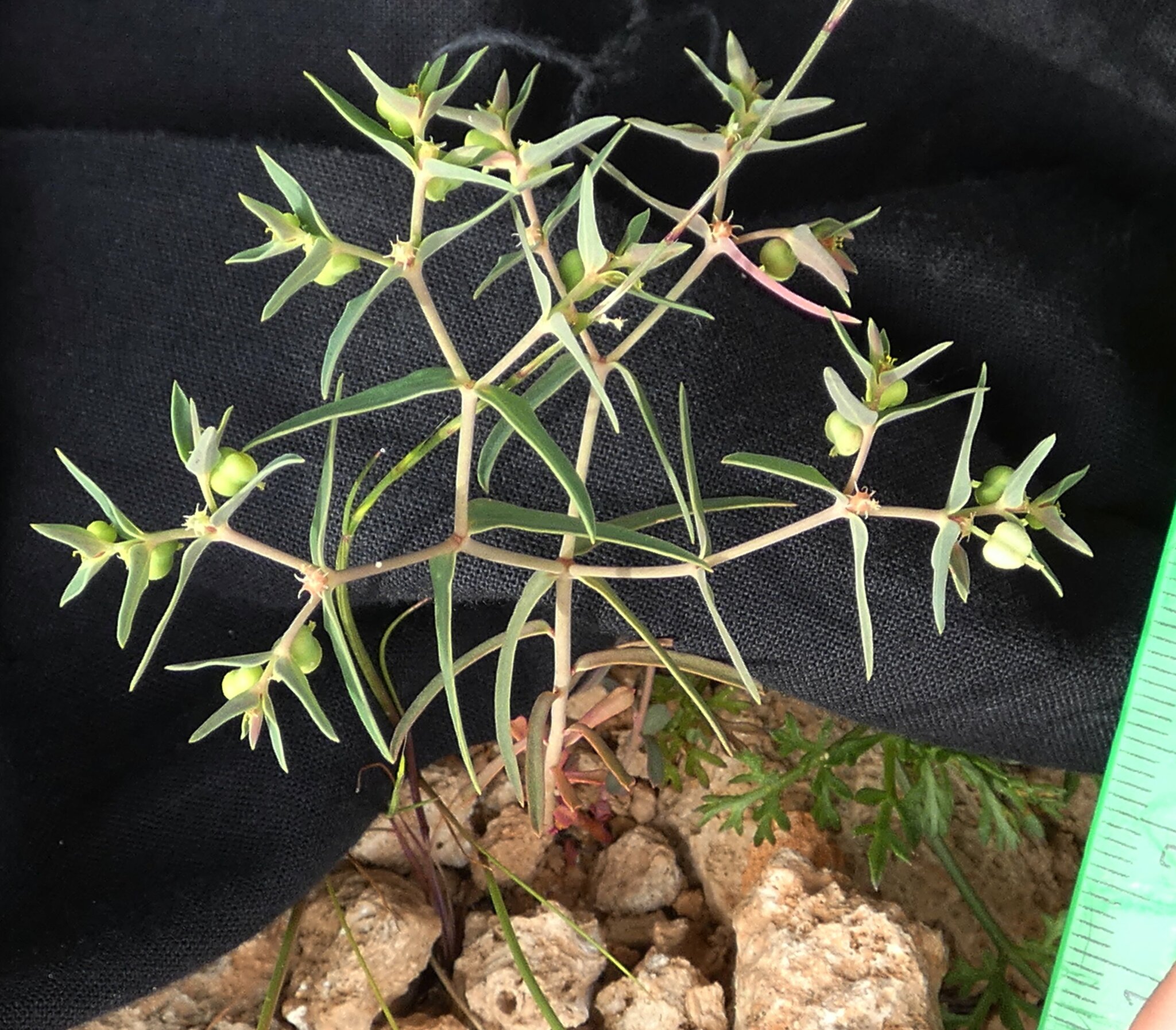 Euphorbia arvalis