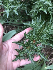 Acanthus spinosus