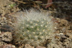 Mammillaria guelzowiana