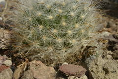 Mammillaria guelzowiana
