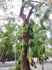 Archontophoenix alexandrae