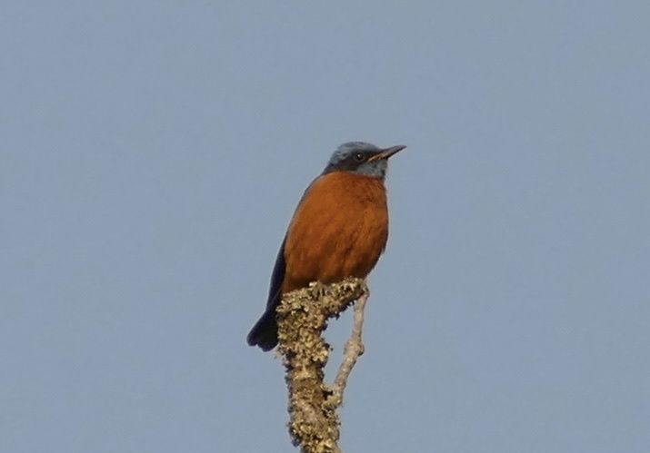 Blue-capped Rock Thrush