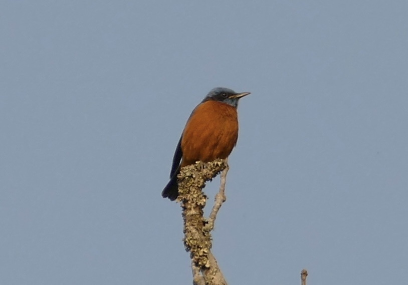 Blue-capped Rock Thrush