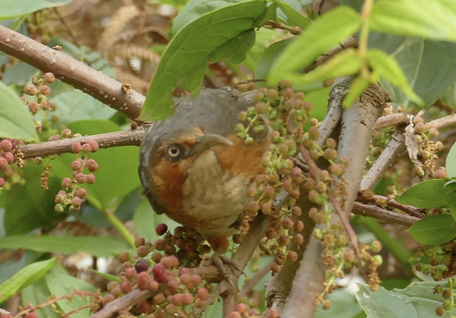 Rusty-cheeked Scimitar Babbler