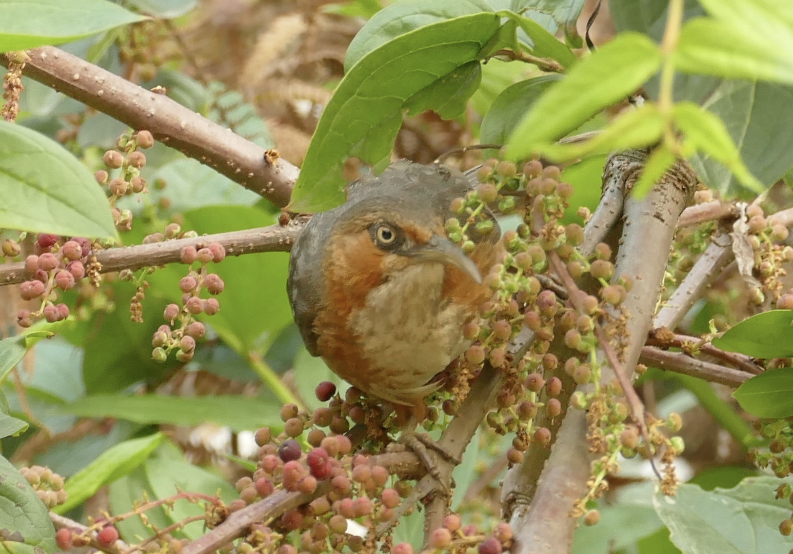 Rusty-cheeked Scimitar Babbler