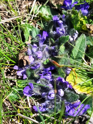 Image of Ajuga tenorei by (c) Francesco Santoro, some rights reserved (CC BY)