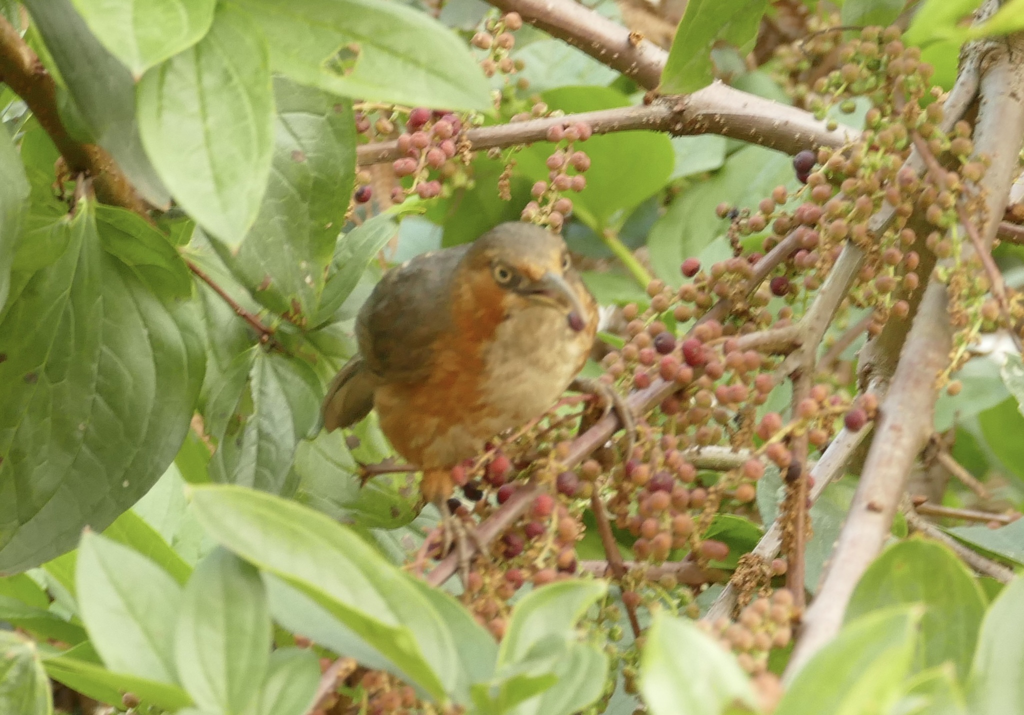 Rusty-cheeked Scimitar Babbler