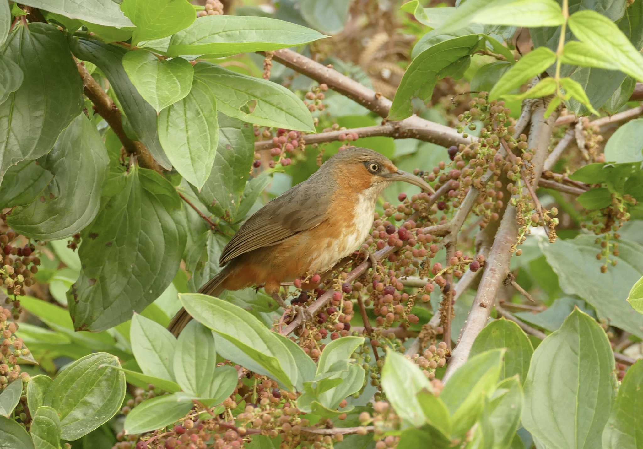 Rusty-cheeked Scimitar Babbler