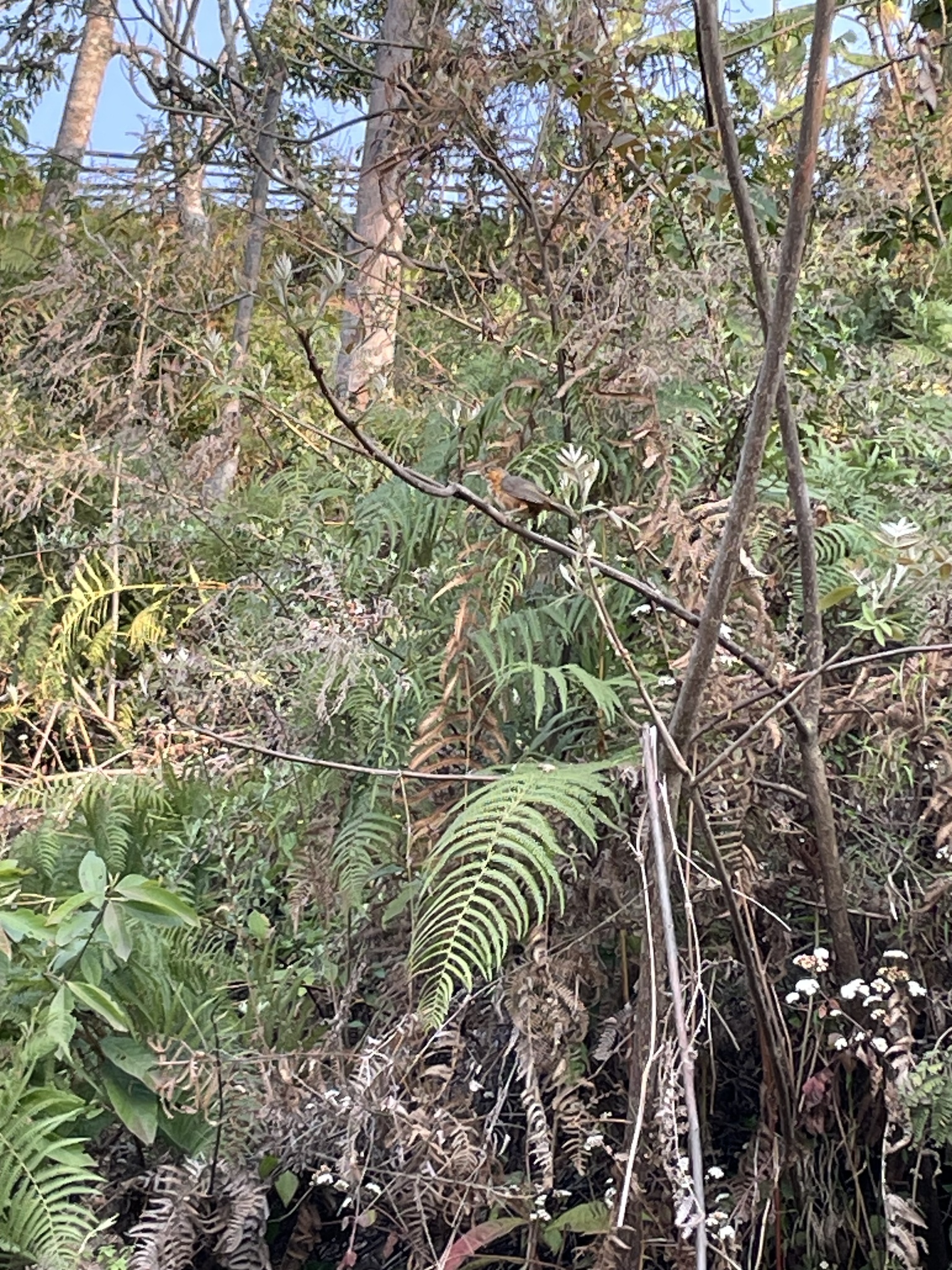 Rusty-cheeked Scimitar Babbler