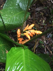 Stromanthe stromanthoides