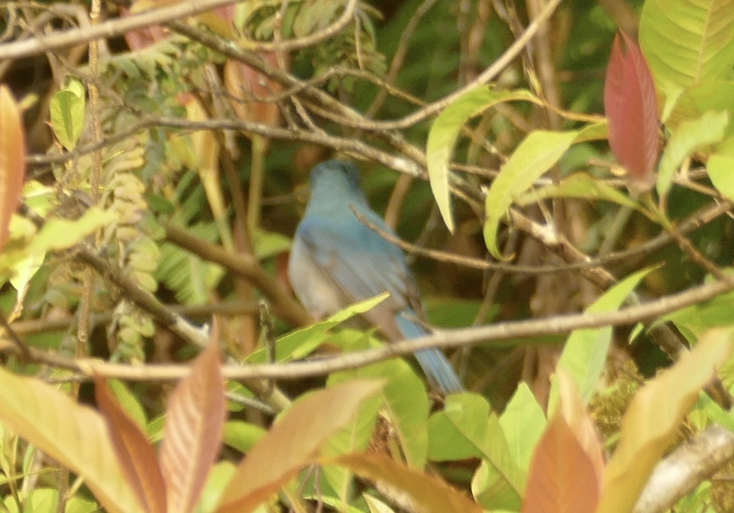 Pale Blue Flycatcher