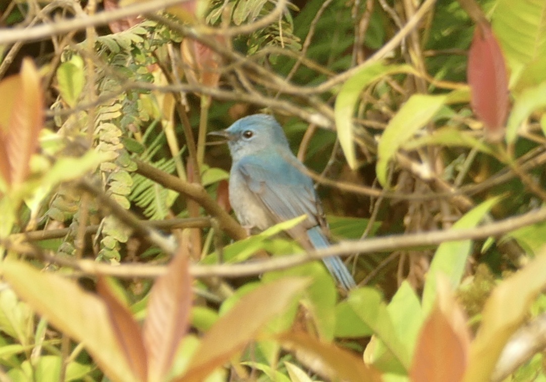 Pale Blue Flycatcher