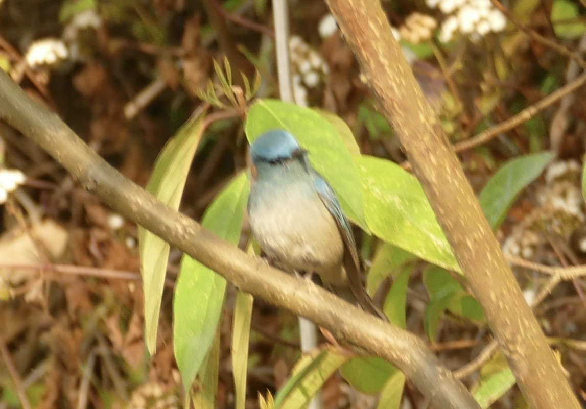 Pale Blue Flycatcher