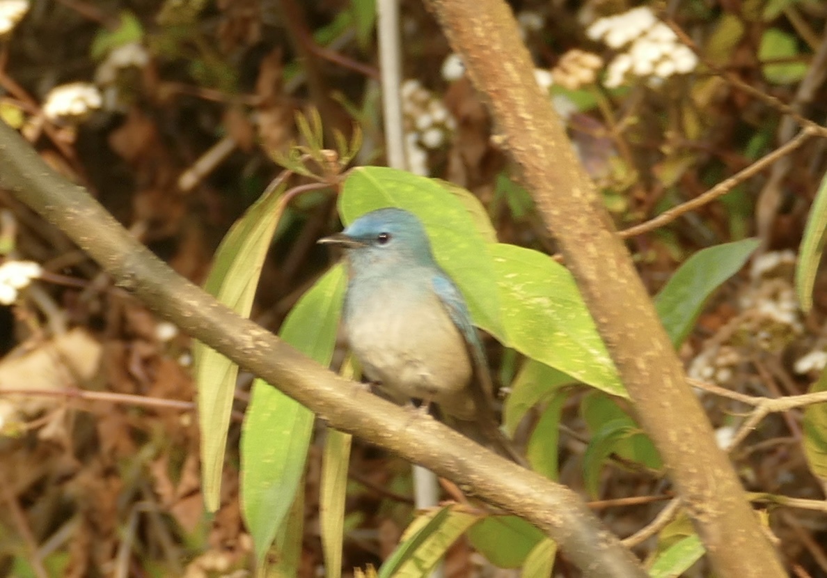 Pale Blue Flycatcher