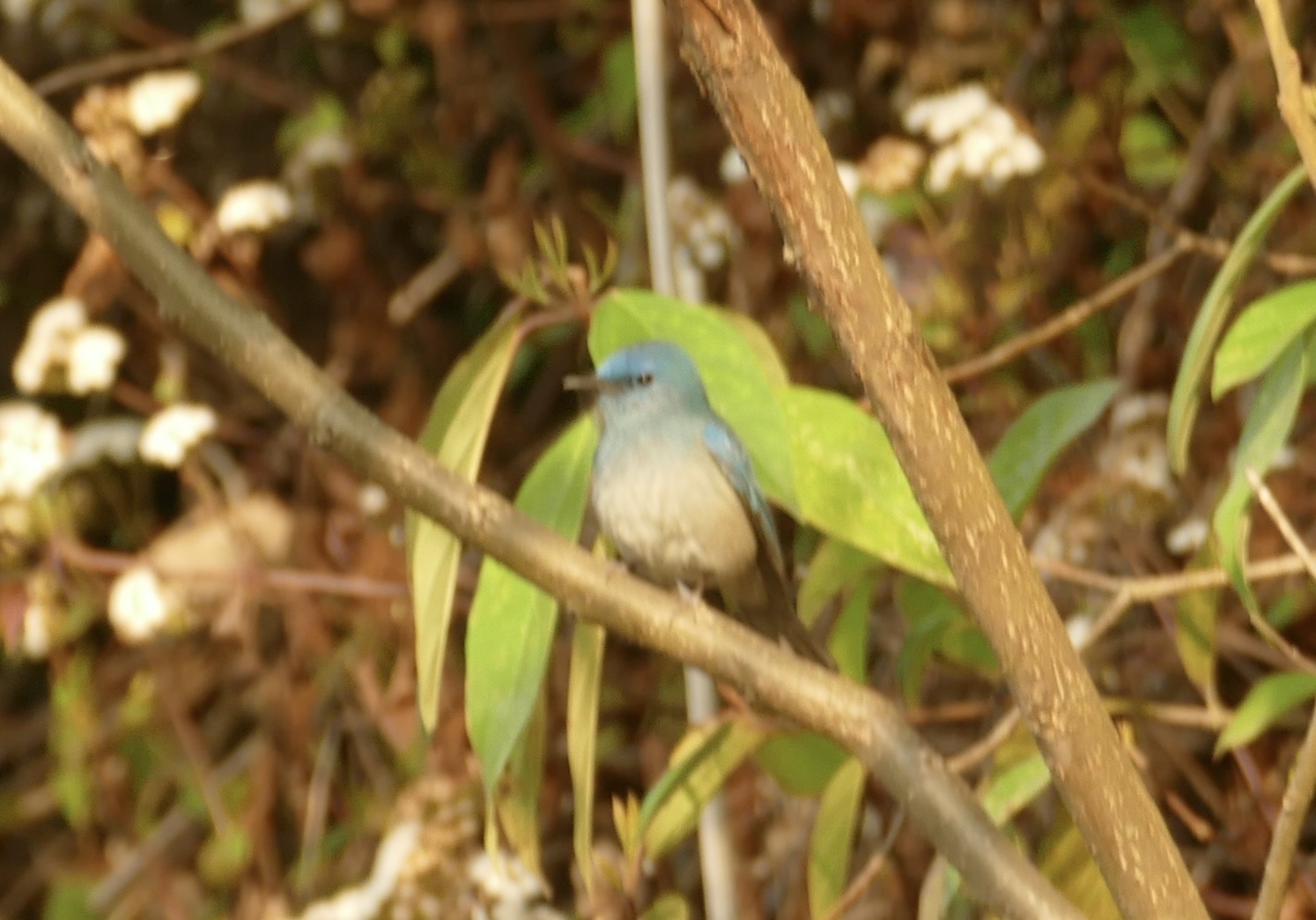 Pale Blue Flycatcher