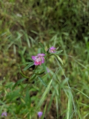 Clarkia delicata