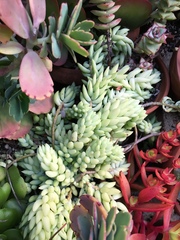 Sedum morganianum