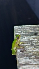 Pristimantis omeviridis