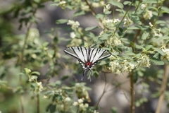 Protographium epidaus fenochionis