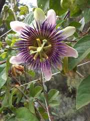 Passiflora alata × caerulea